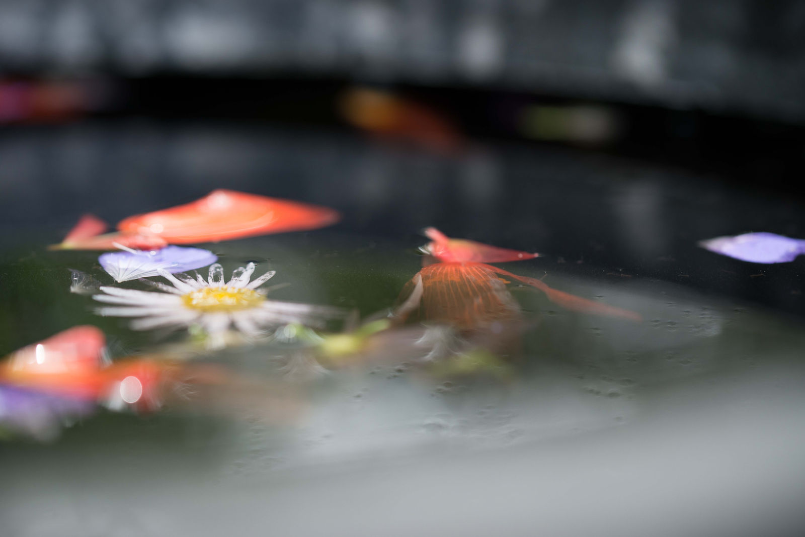 hortense-rossignol-graphisme-festival-jardins-chaumont-083