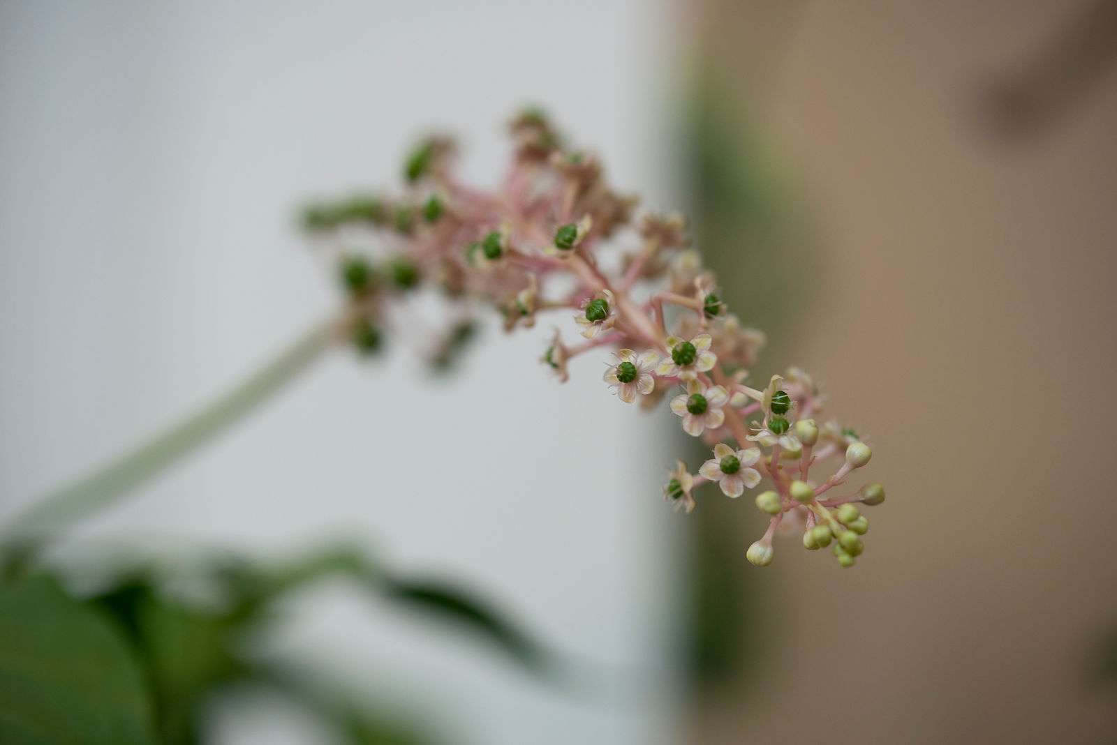 fleur rose et verte