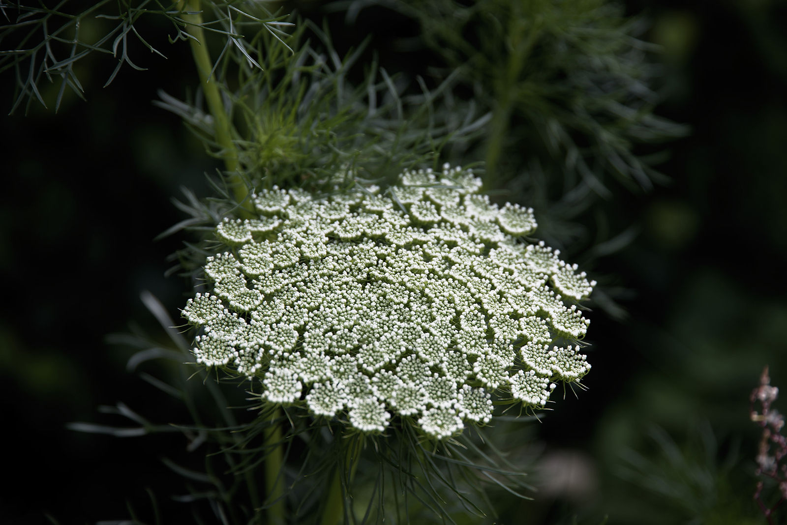 hortense-rossignol-graphiste-angers-photographie-chaumont_DSC2109.jpg