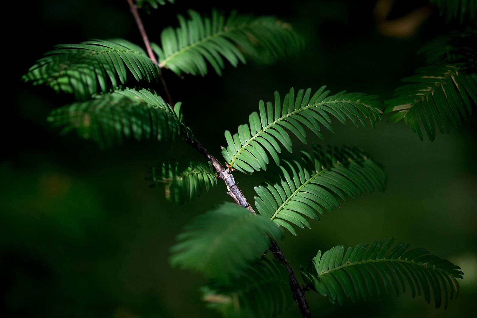 feuilles