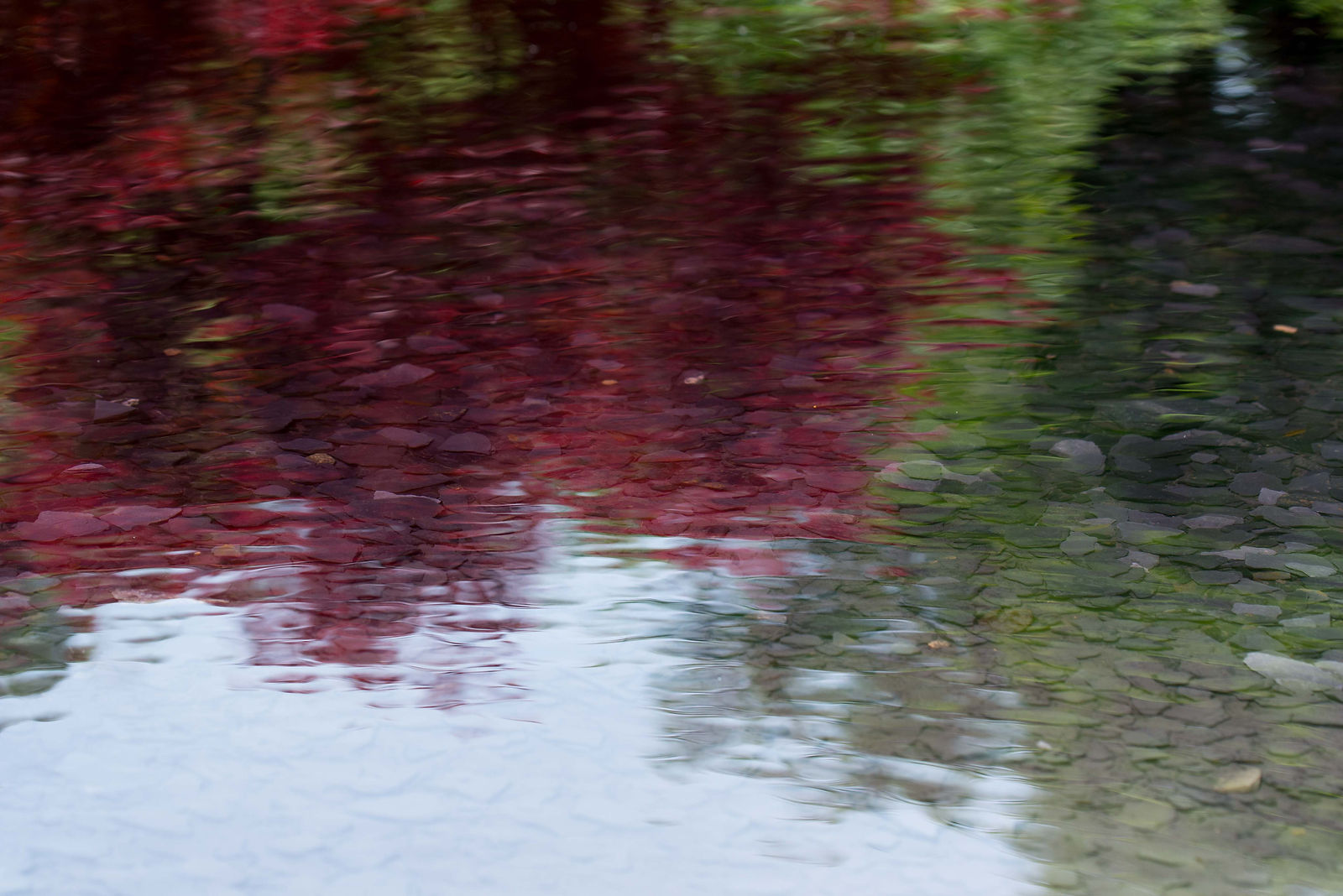 reflets d'arbre sur l'eau