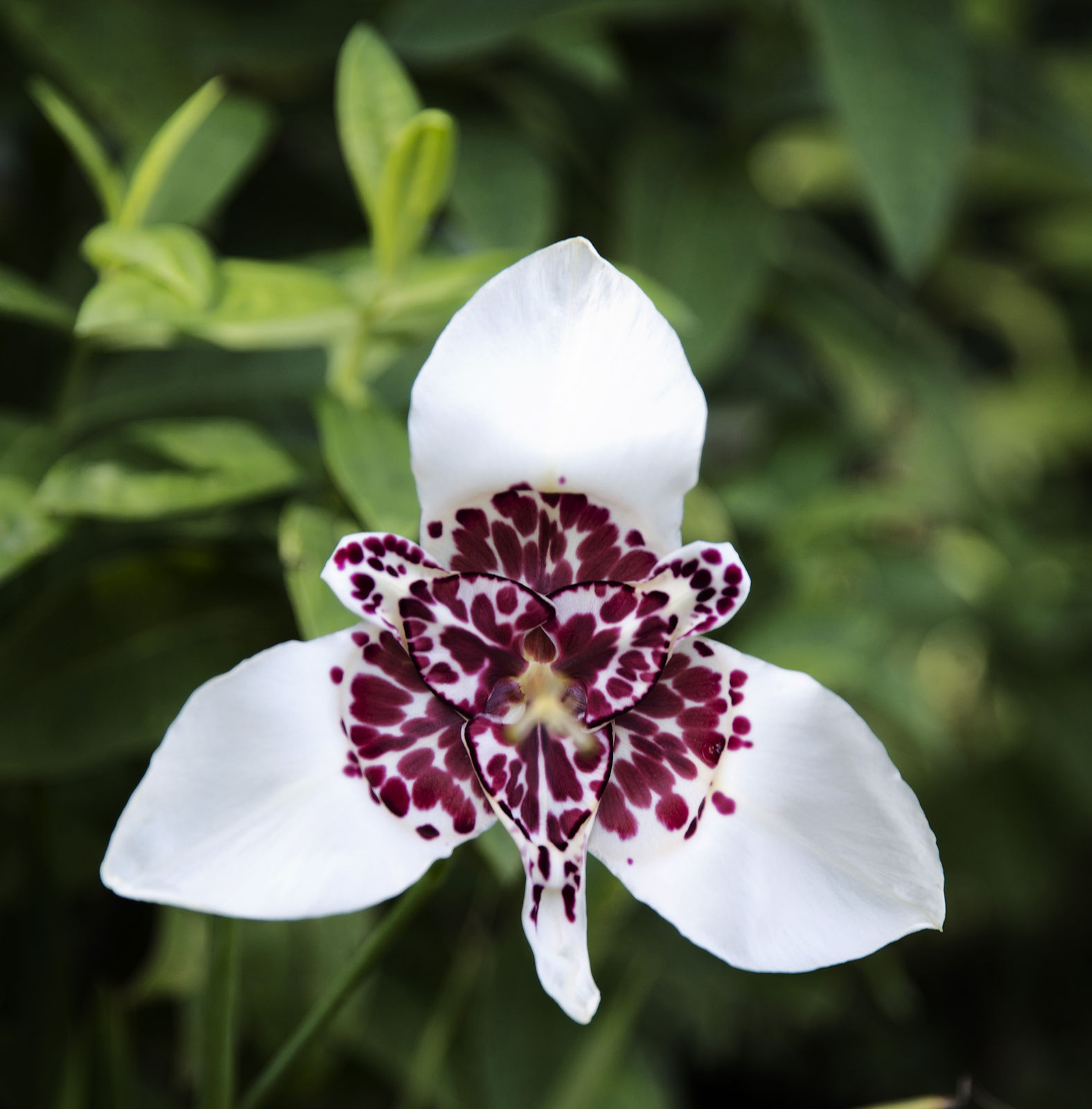 hortense-rossignol-graphiste-angers-photographie-chaumont_DSC2114.jpg