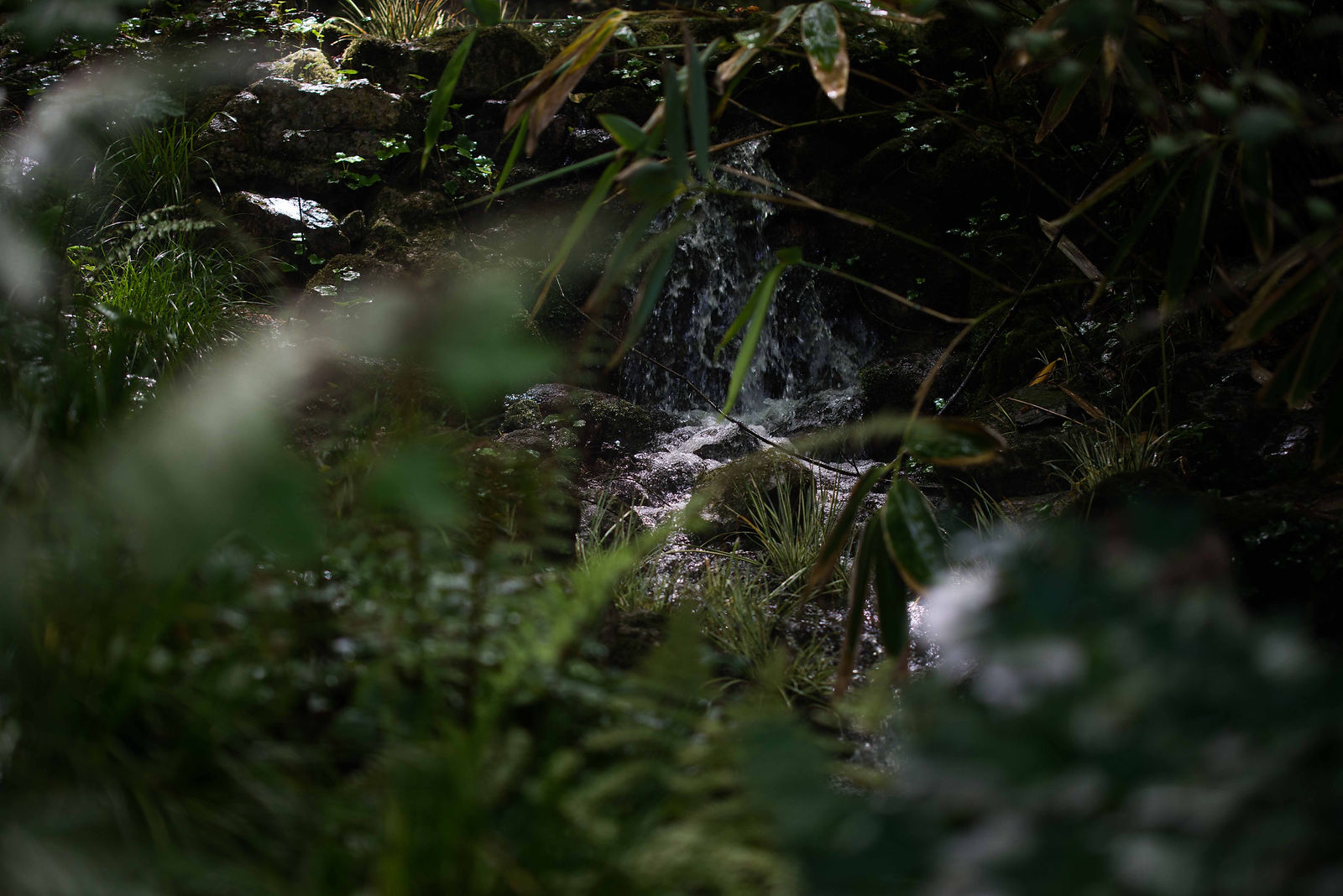 hortense-rossignol-graphisme-festival-jardins-chaumont-027