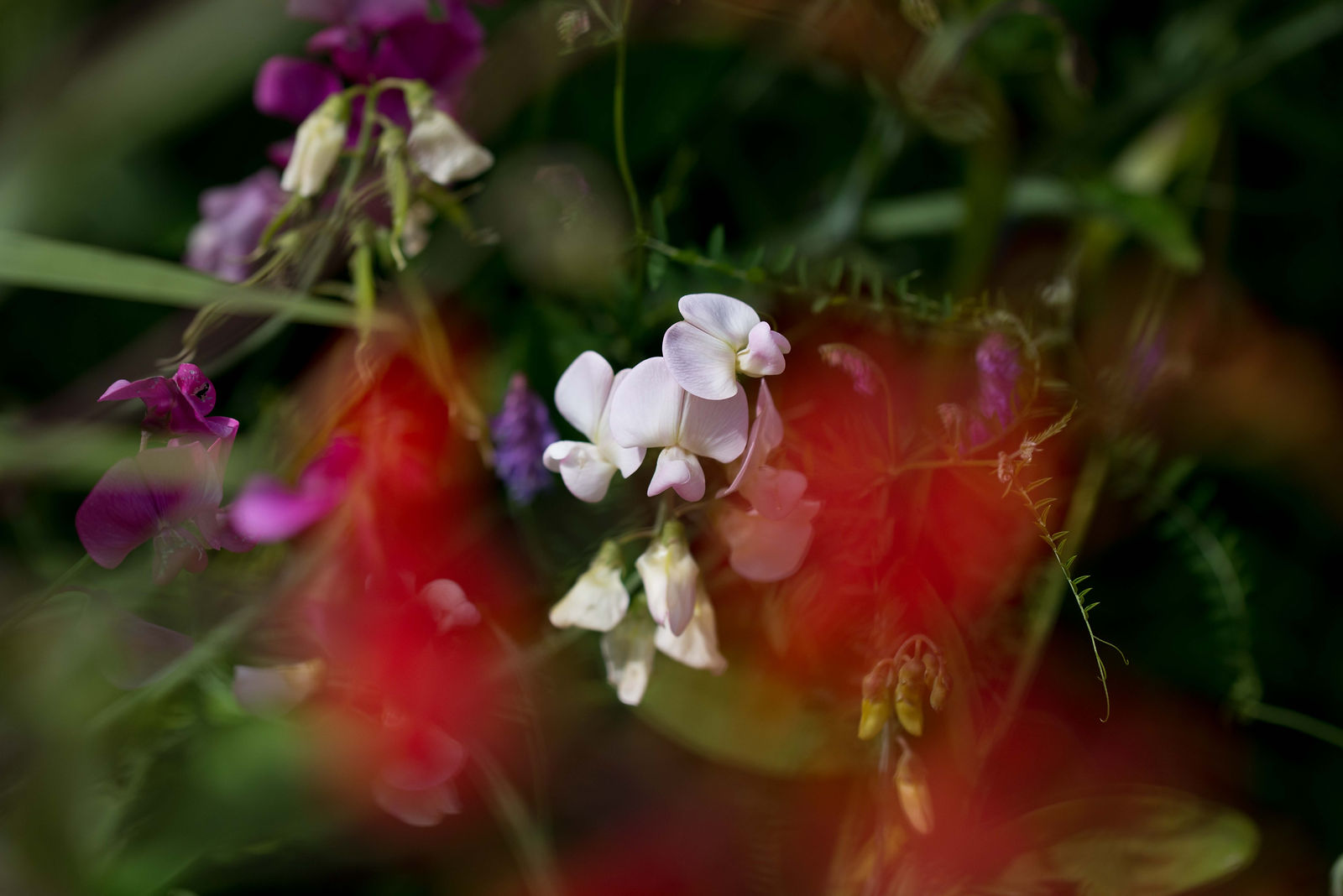 hortense-rossignol-graphisme-festival-jardins-chaumont-090