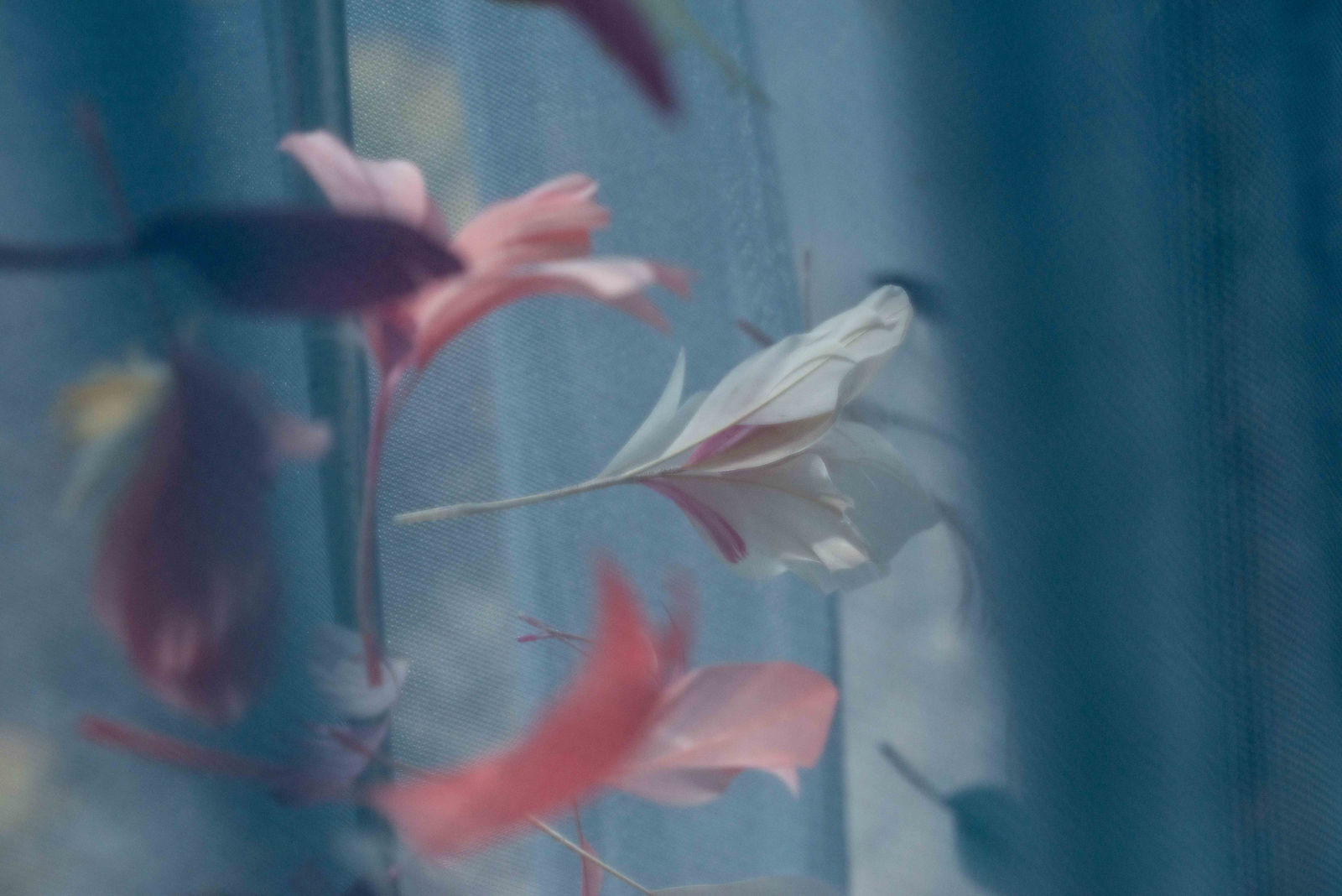hortense-rossignol-graphisme-festival-jardins-chaumont-065