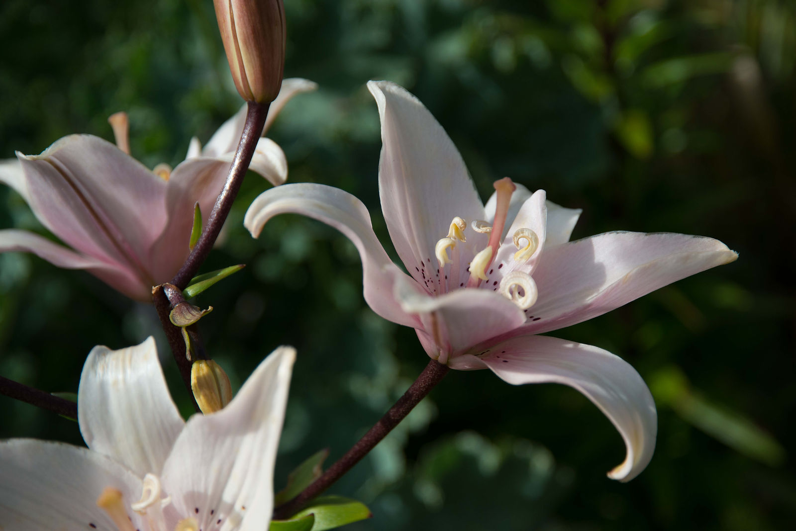 lys roses