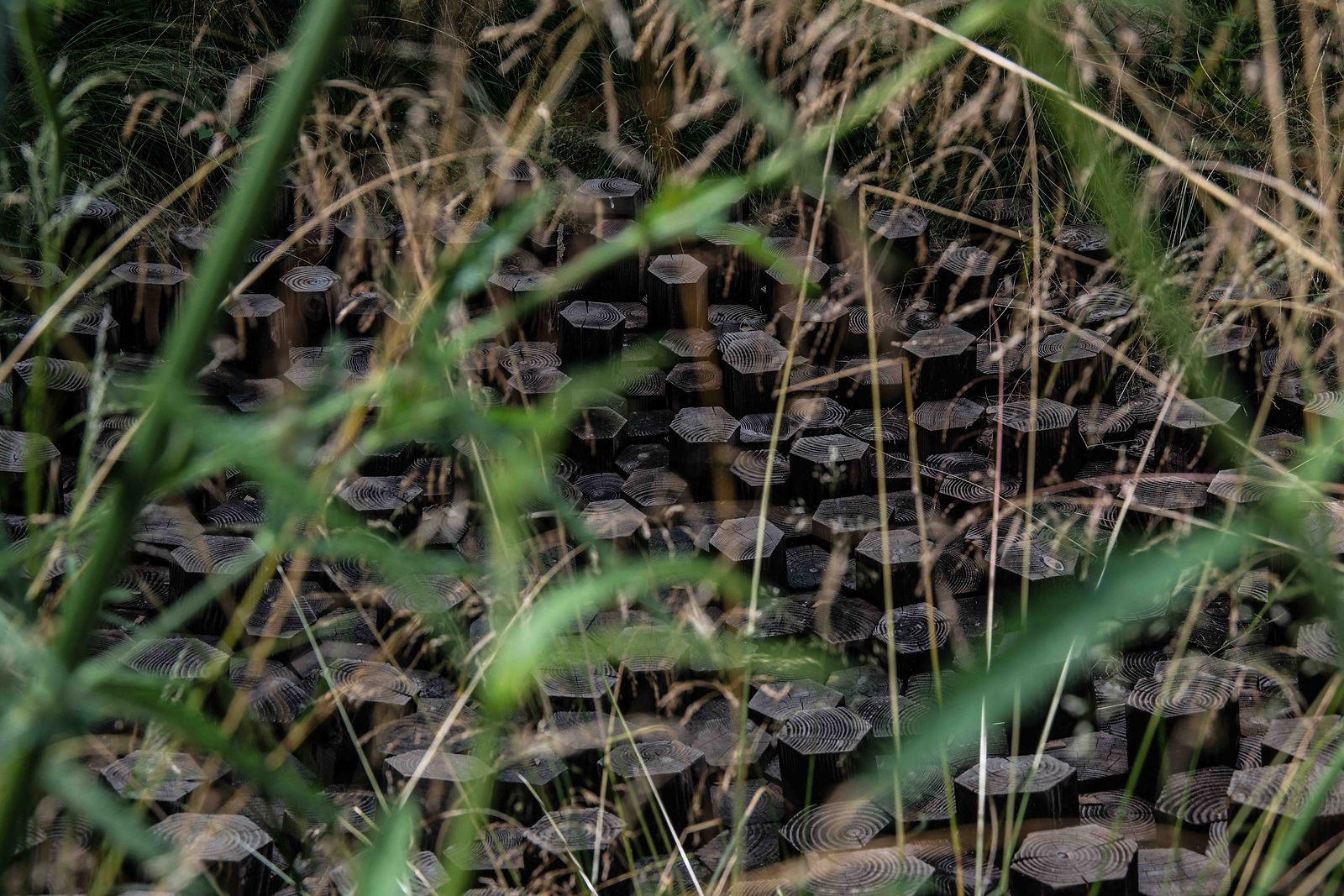 herbe et rondins octogonaux