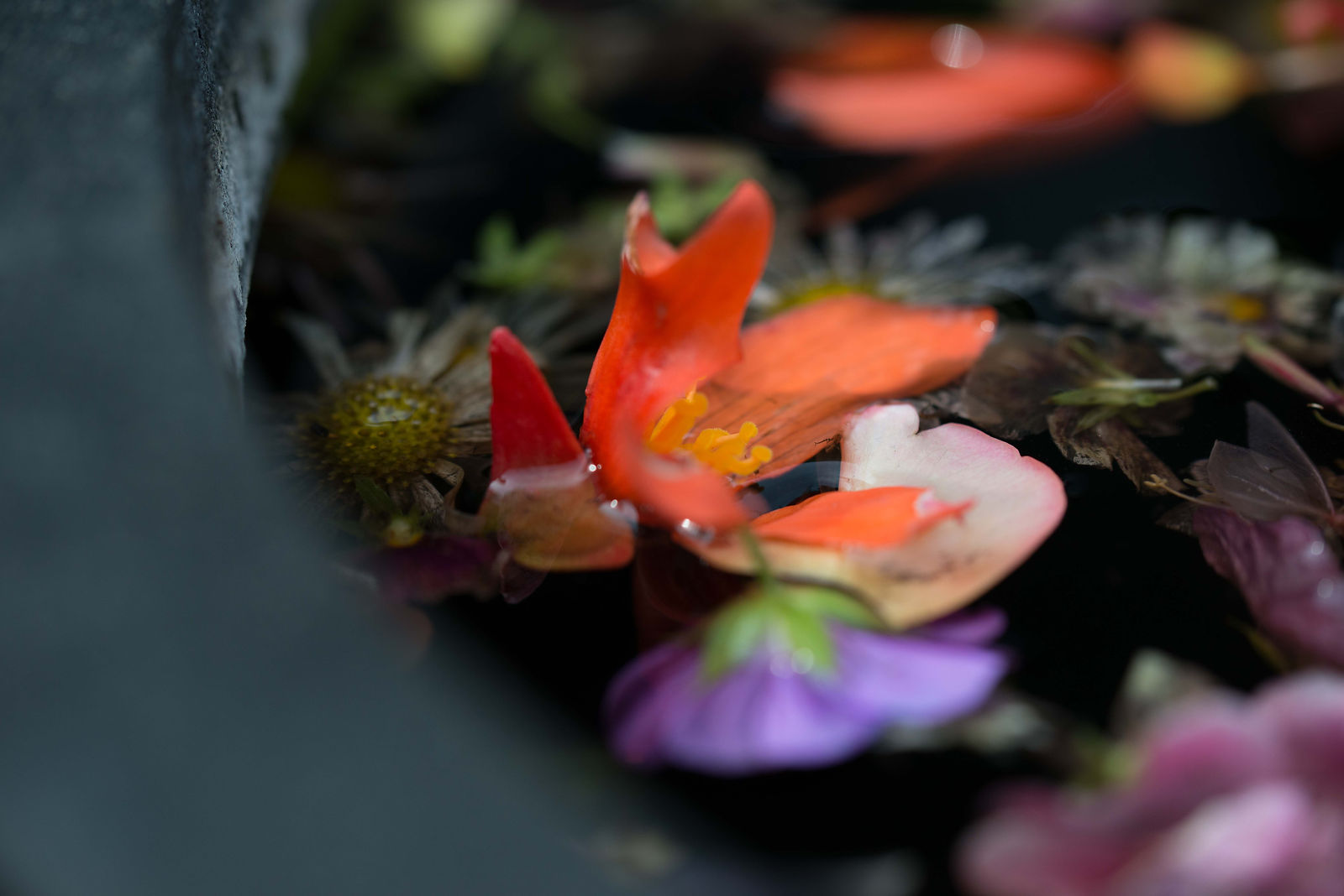 hortense-rossignol-graphisme-festival-jardins-chaumont-086
