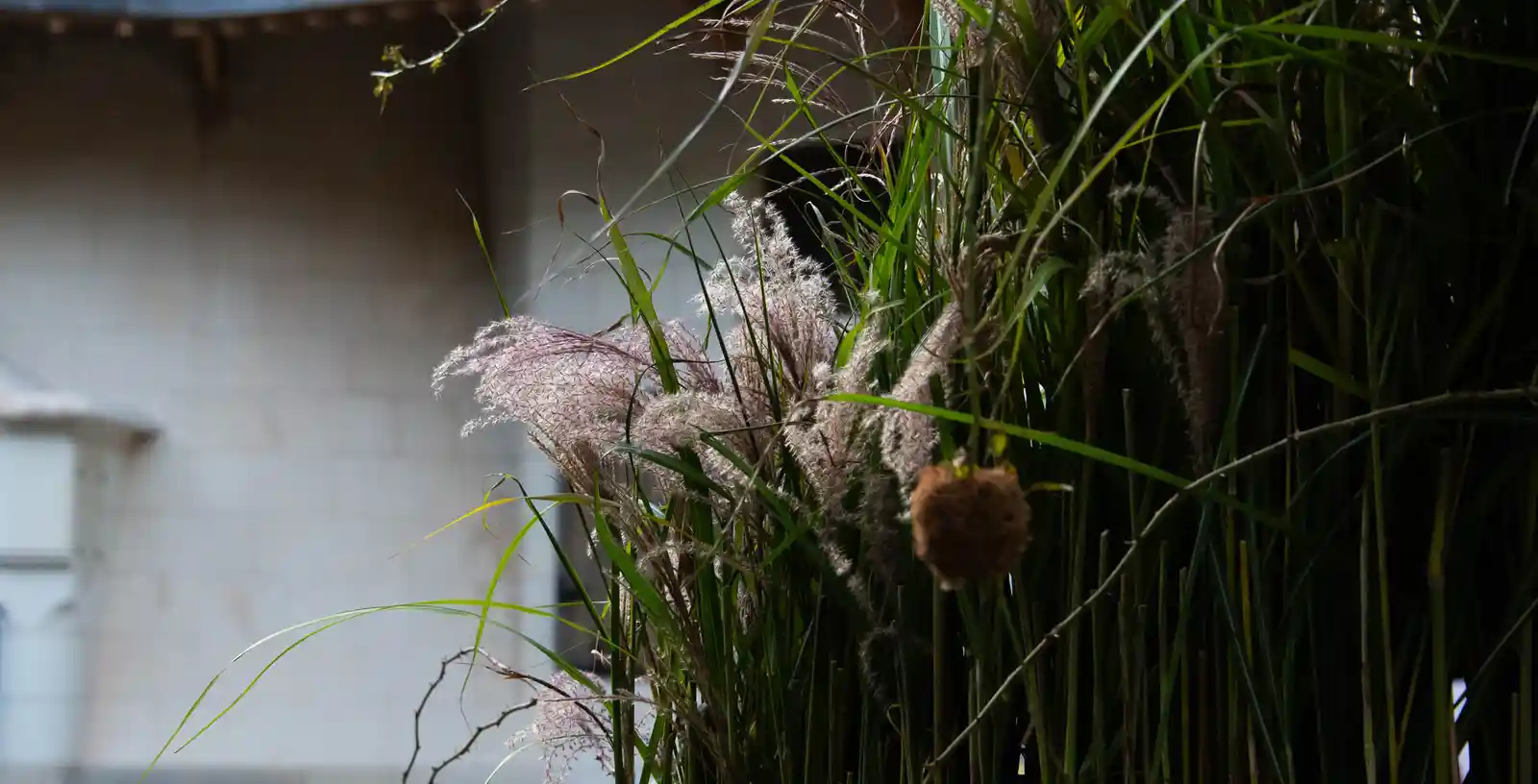 graminées et herbes devant un bâtiment ancien