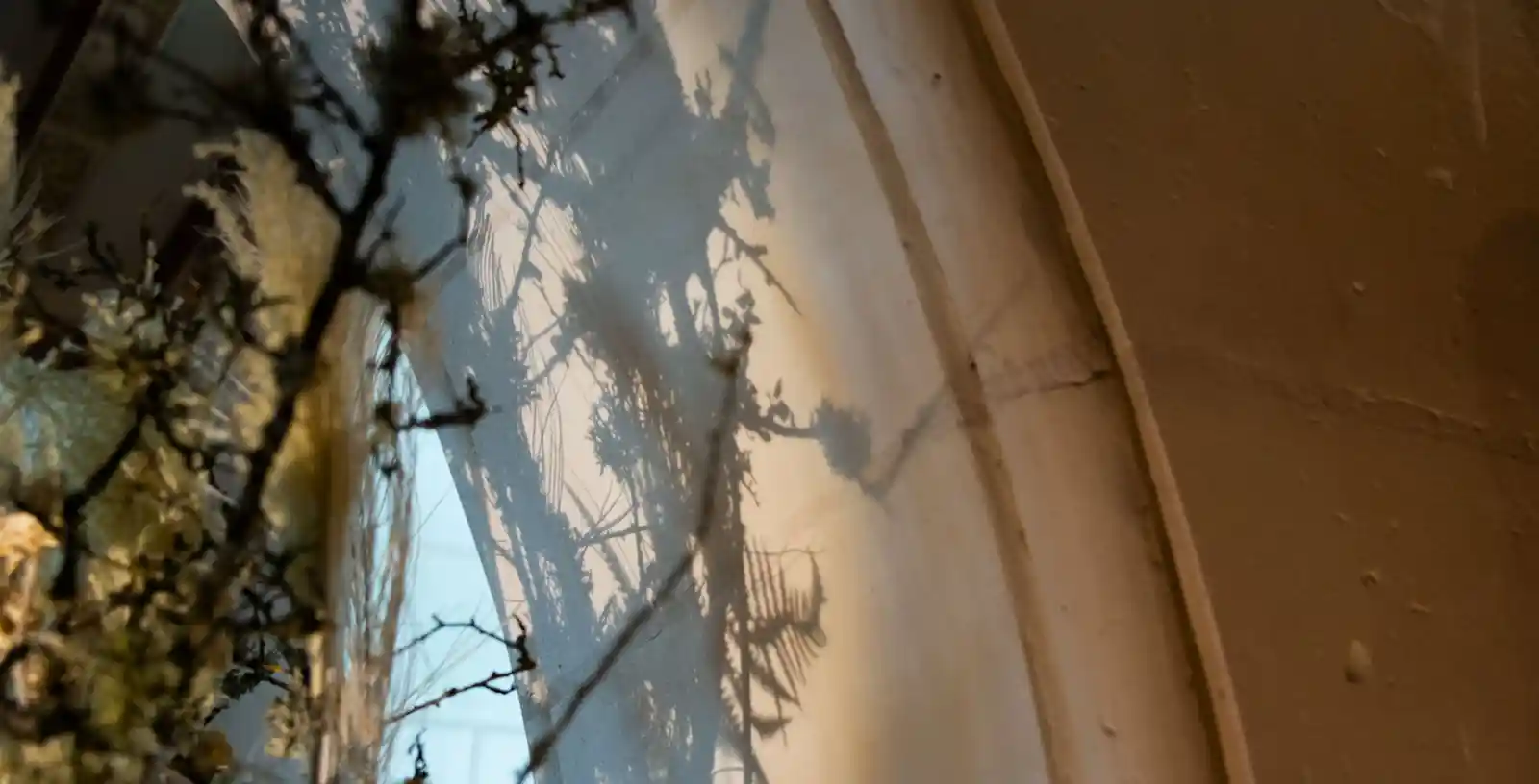 branchages et fleurs devant un mur de tuffeau