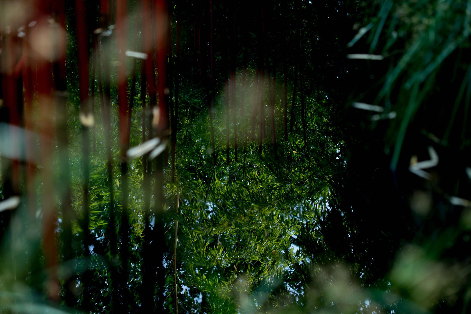 reflets de bambous dans l'eau