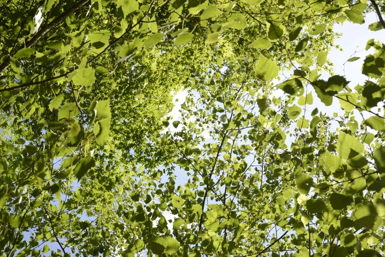 feuillages dans le ciel bleu