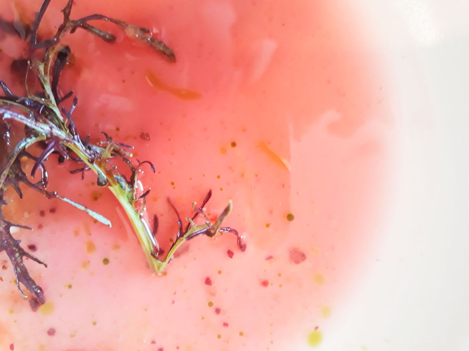 eau de tomate et feuille de roquette