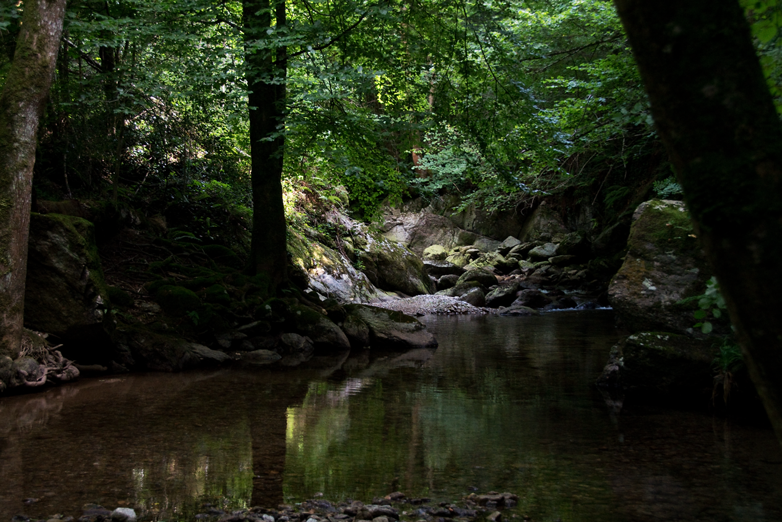 DANS LA FORÊT LOINTAINE