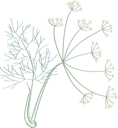 dessin de fleur de carotte