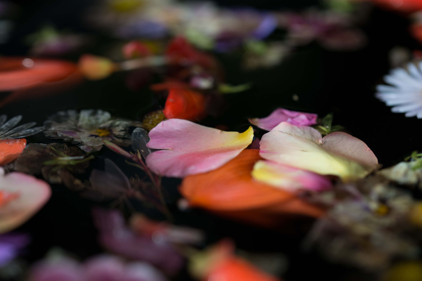 hortense-rossignol-graphisme-festival-jardins-chaumont-084