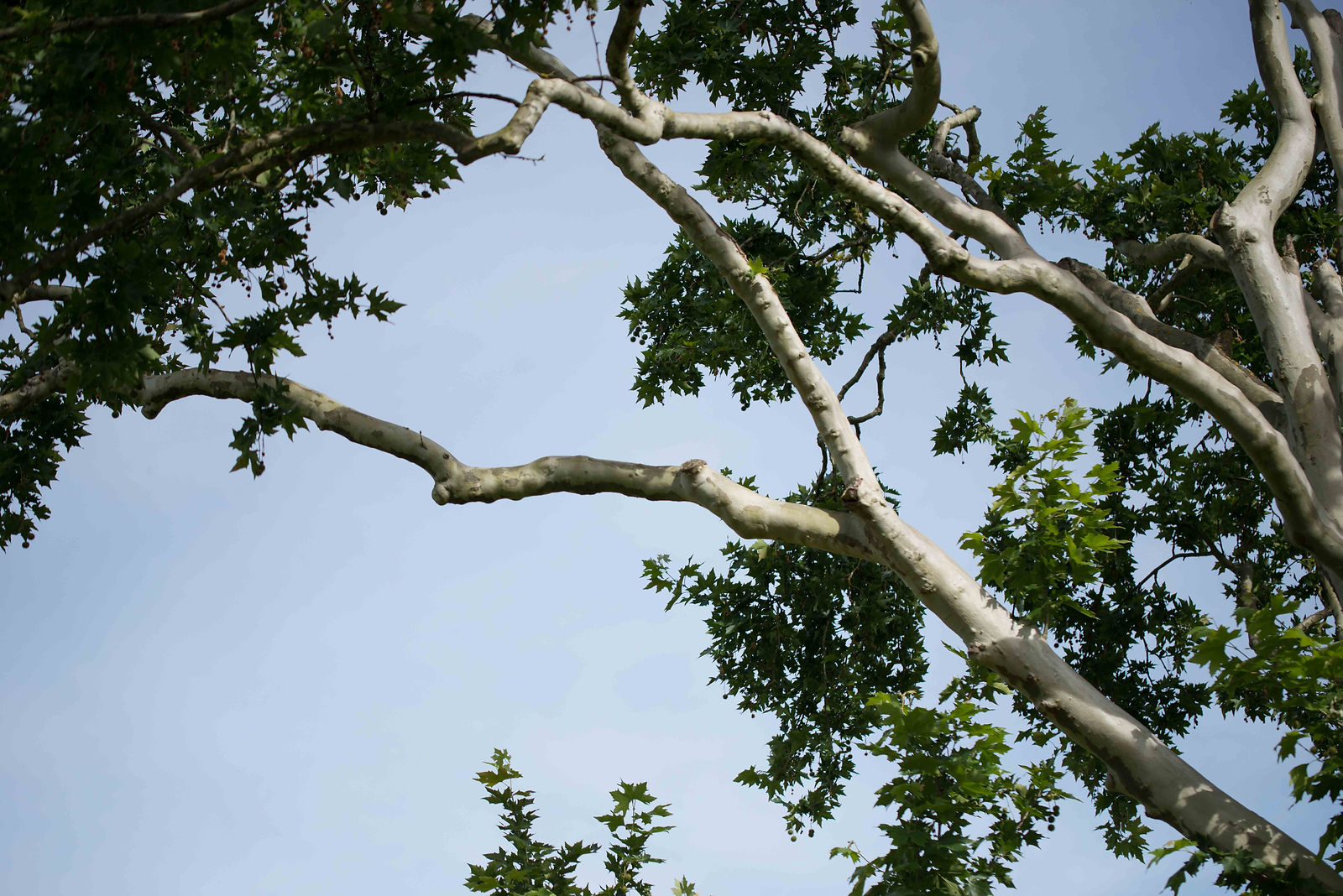 branches d'arbres dans le ciel