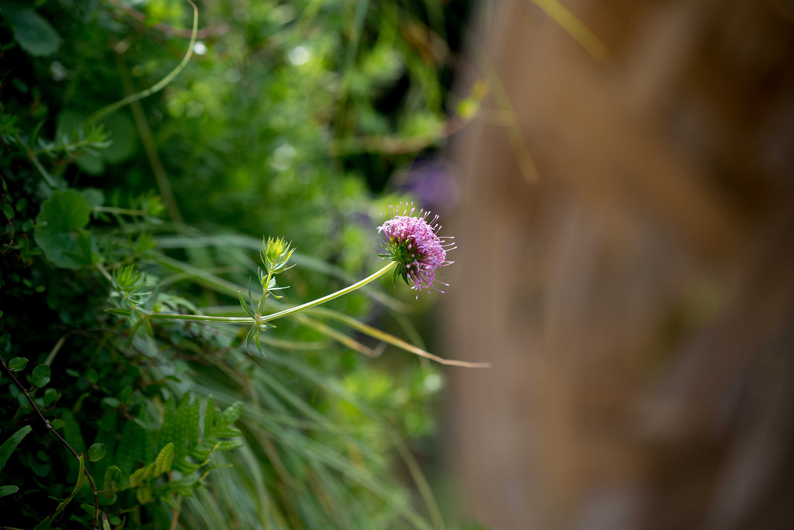 hortense-rossignol-graphisme-festival-jardins-chaumont-121