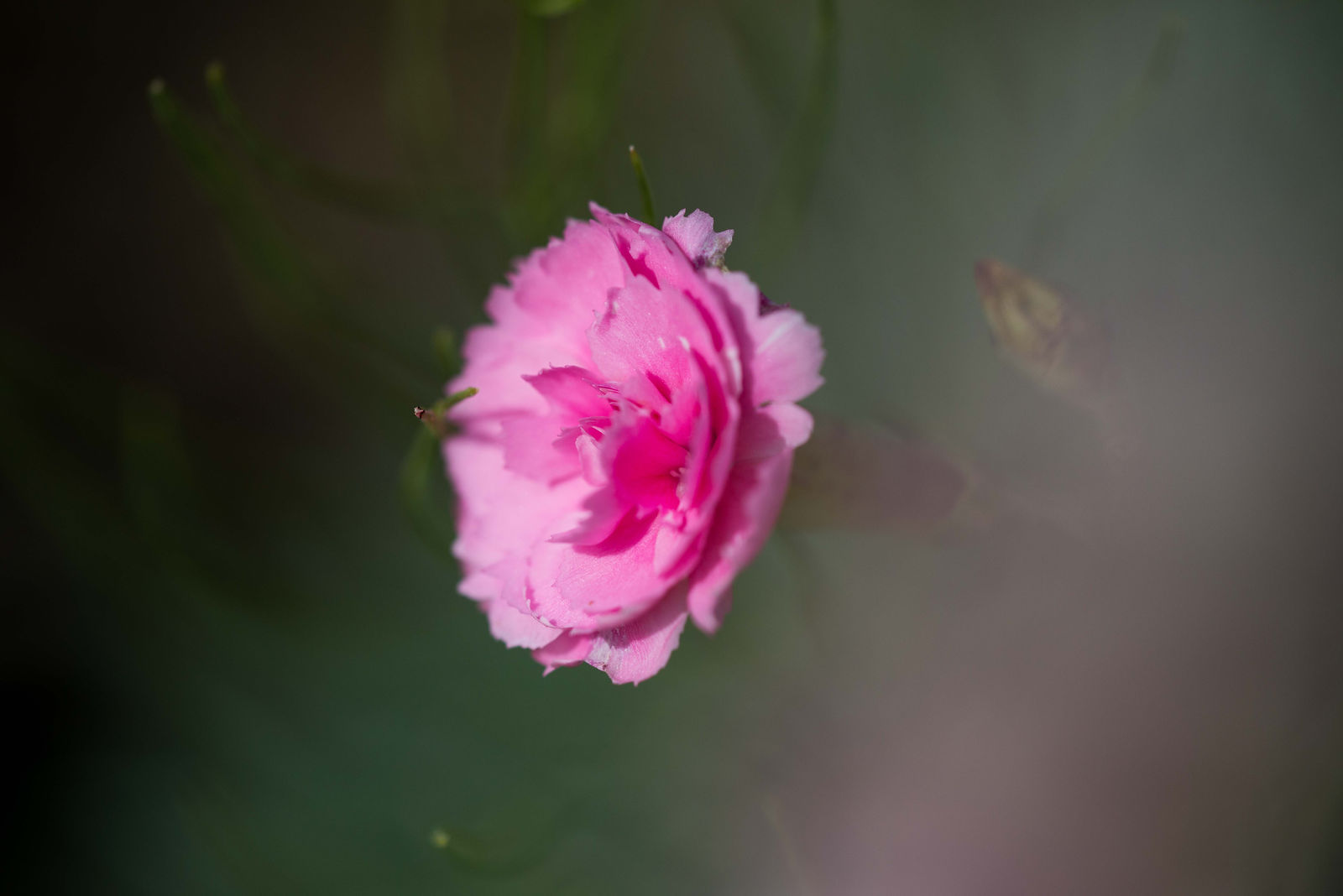 hortense-rossignol-graphisme-festival-jardins-chaumont-091