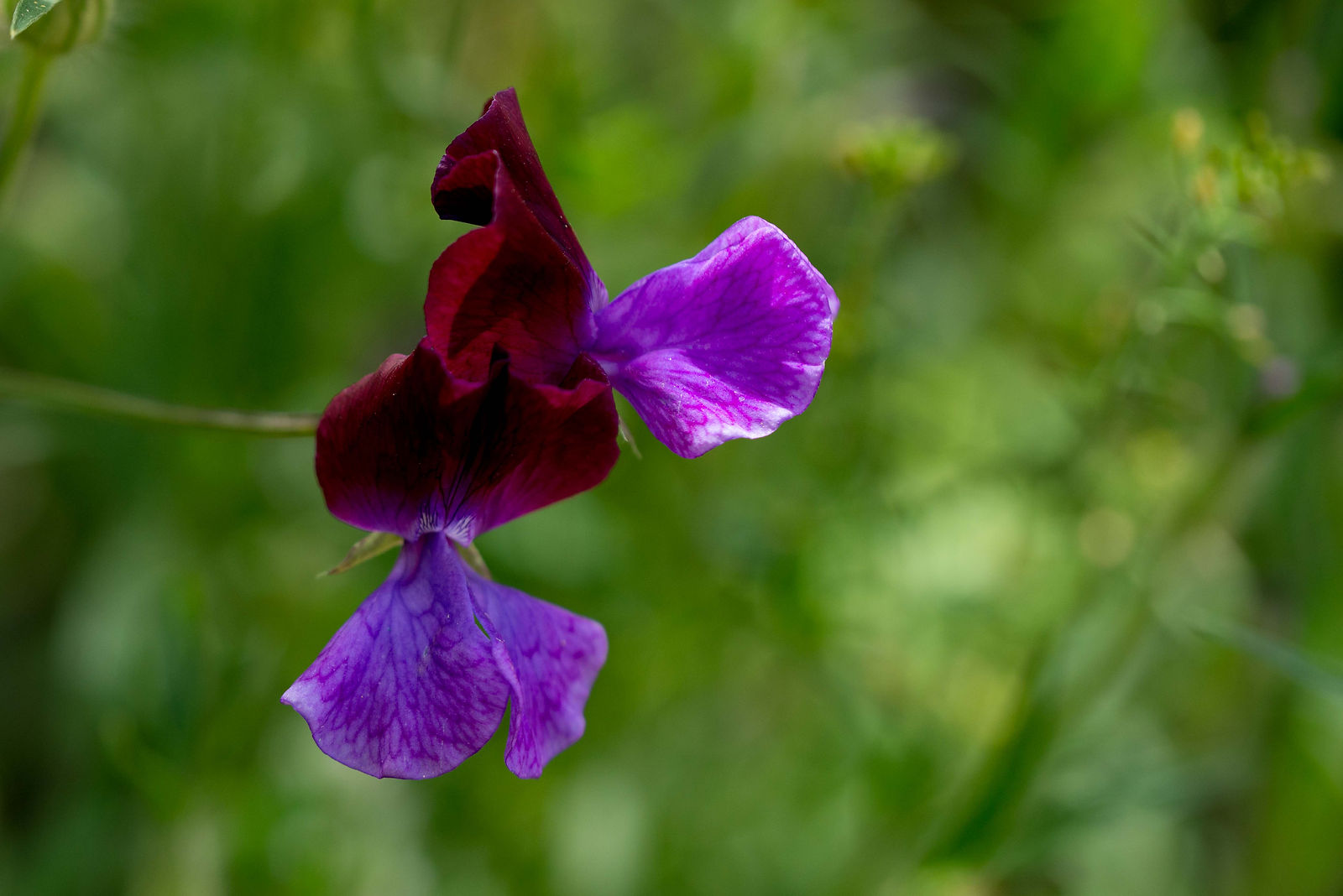 hortense-rossignol-graphisme-festival-jardins-chaumont-103