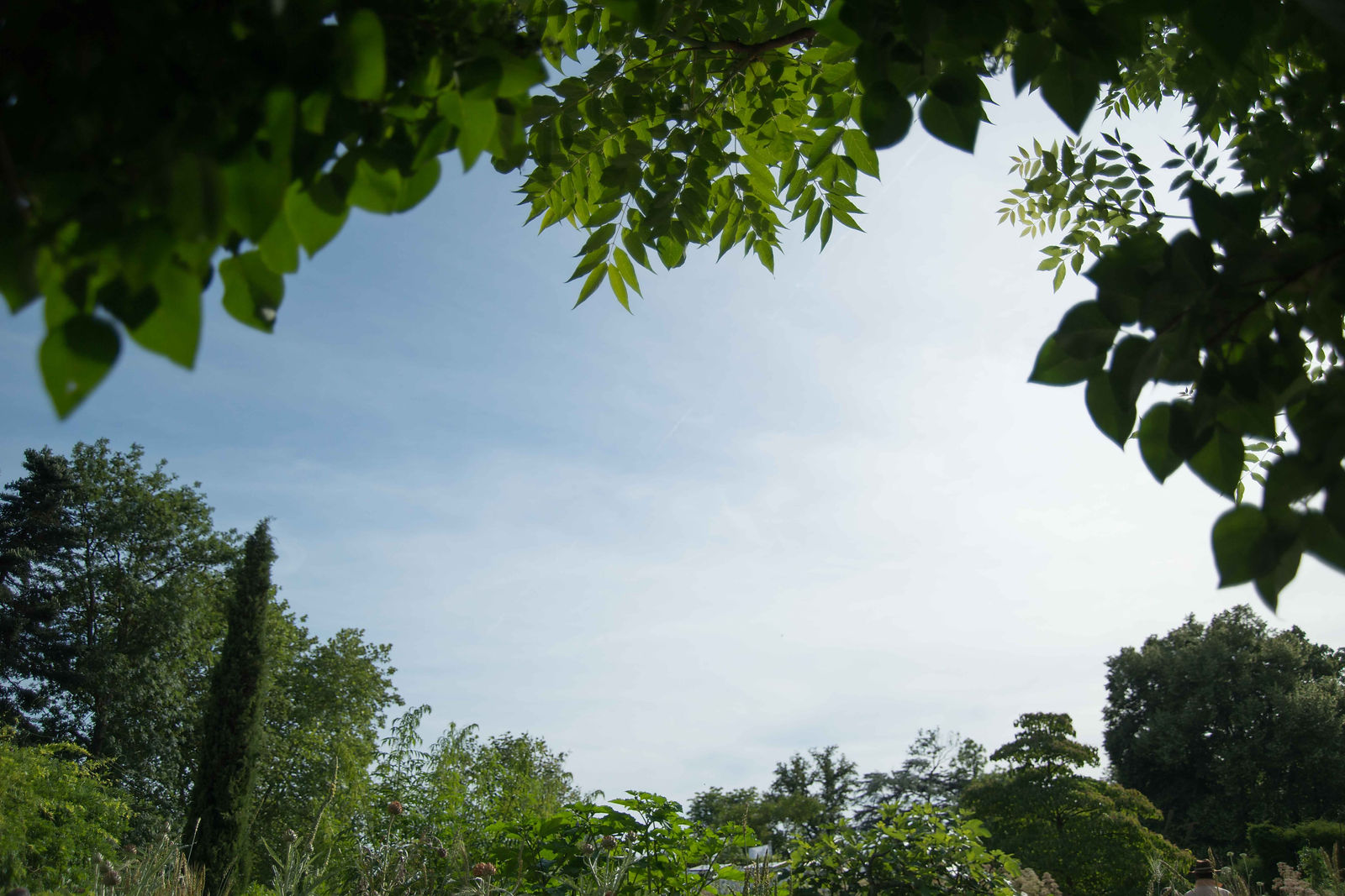 ciel et feuillages
