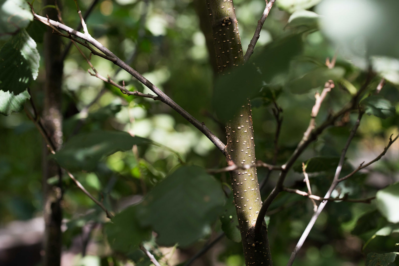 jeune branche d'arbre