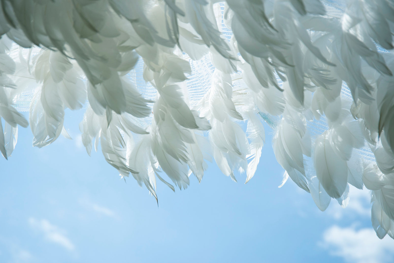 plumes blanches dans le ciel