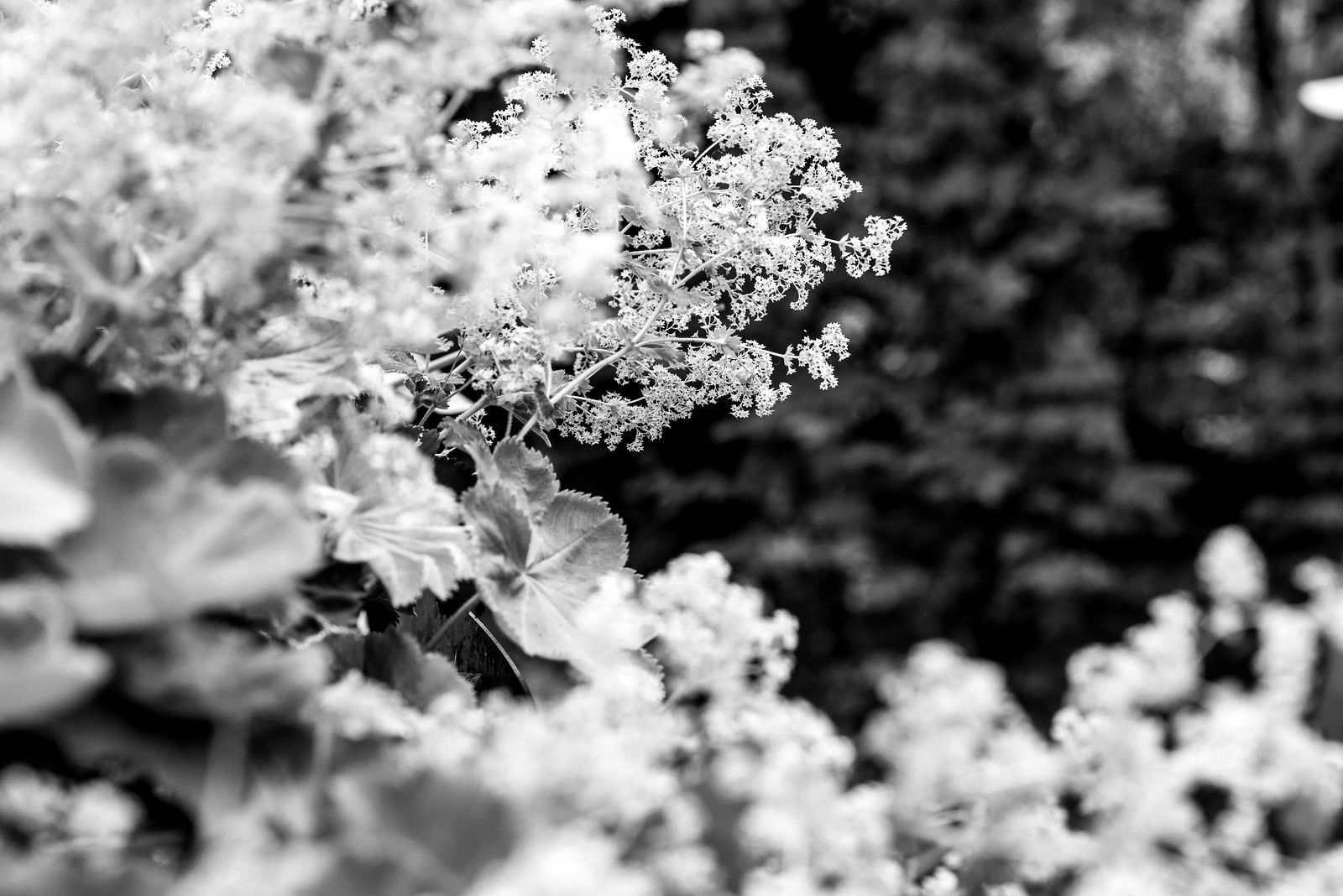 hortense-rossignol-graphisme-festival-jardins-chaumont-075