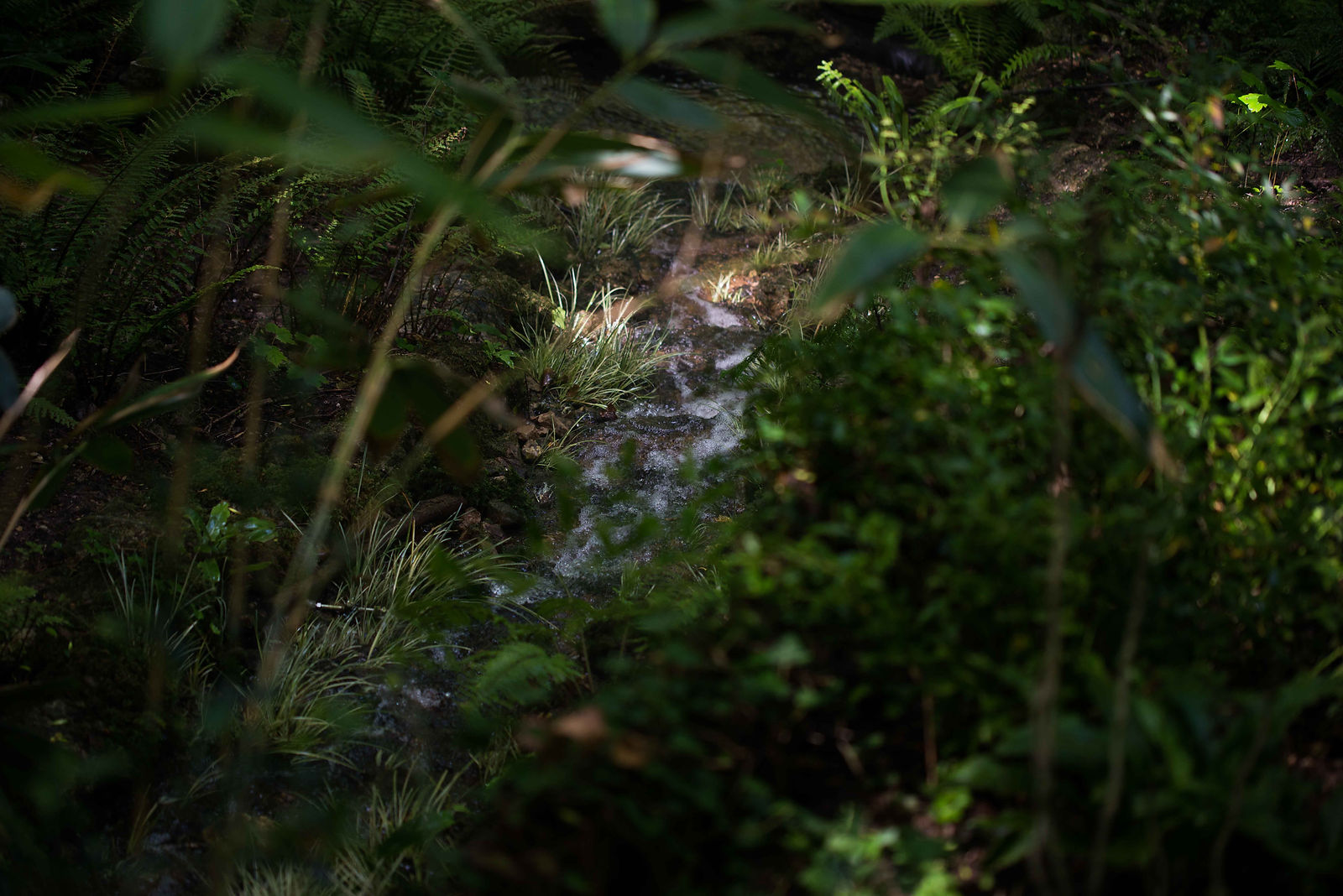 hortense-rossignol-graphisme-festival-jardins-chaumont-028