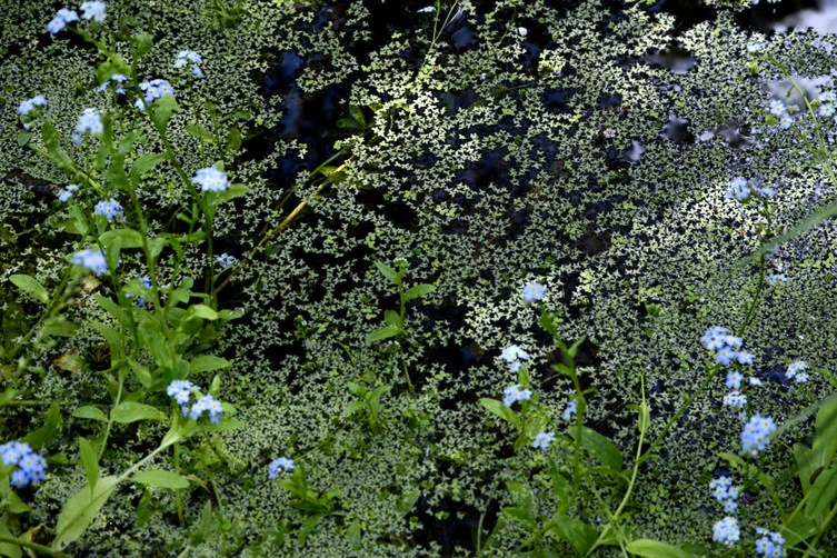 lentilles d'eau et myosotis