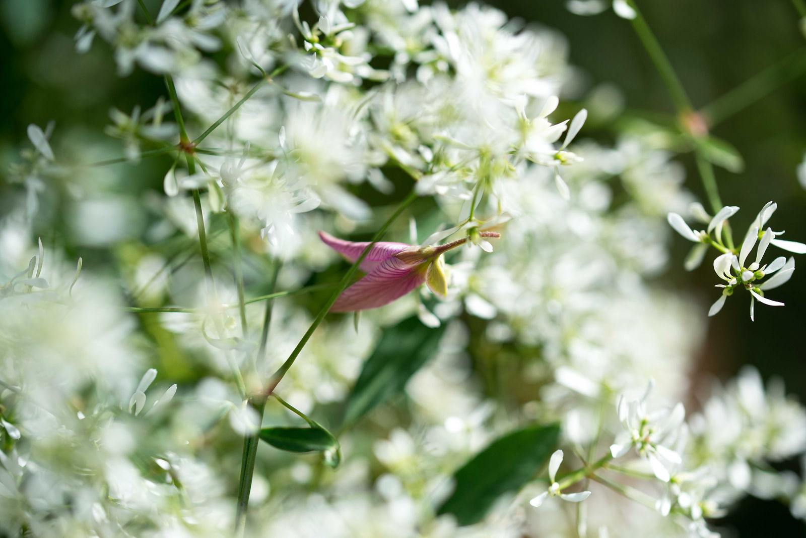 fleurs blanches et roses