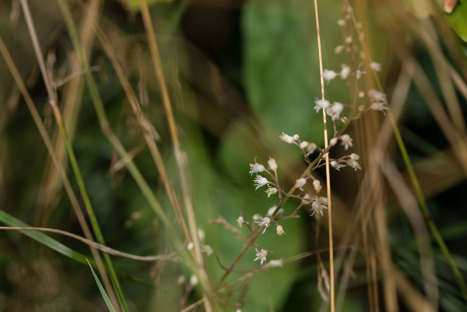 petite fleur