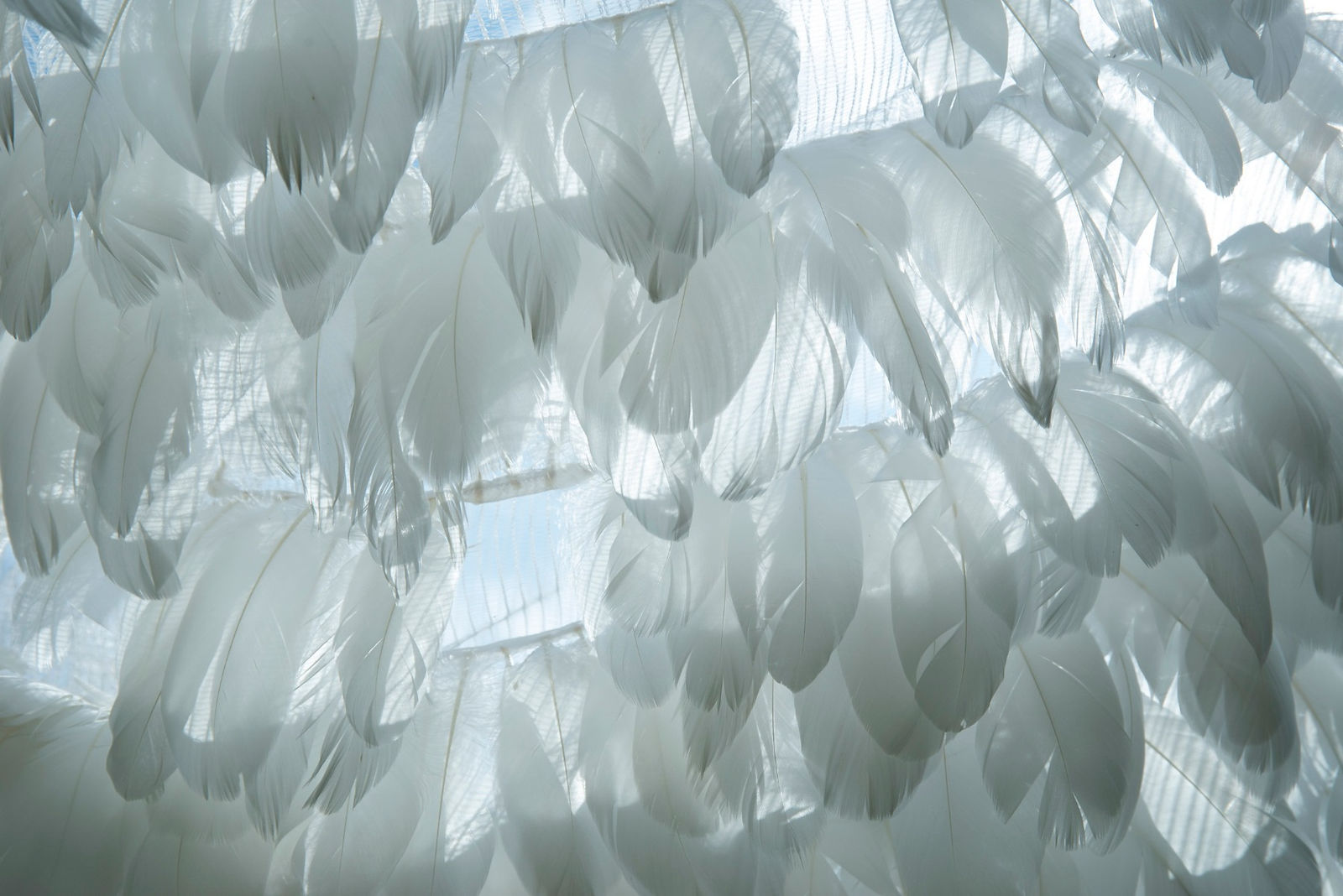 plumes blanches