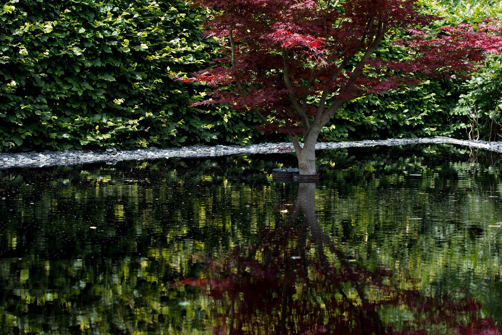 arbre rouge dans un bassin