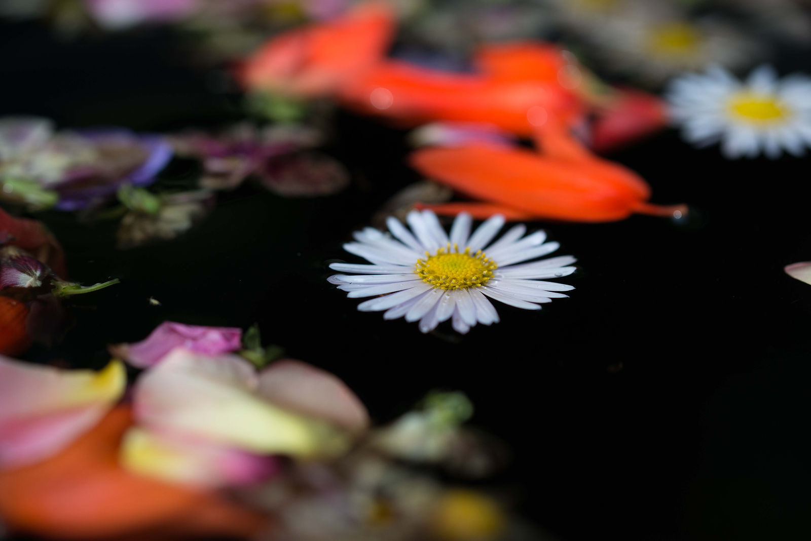 hortense-rossignol-graphisme-festival-jardins-chaumont-085
