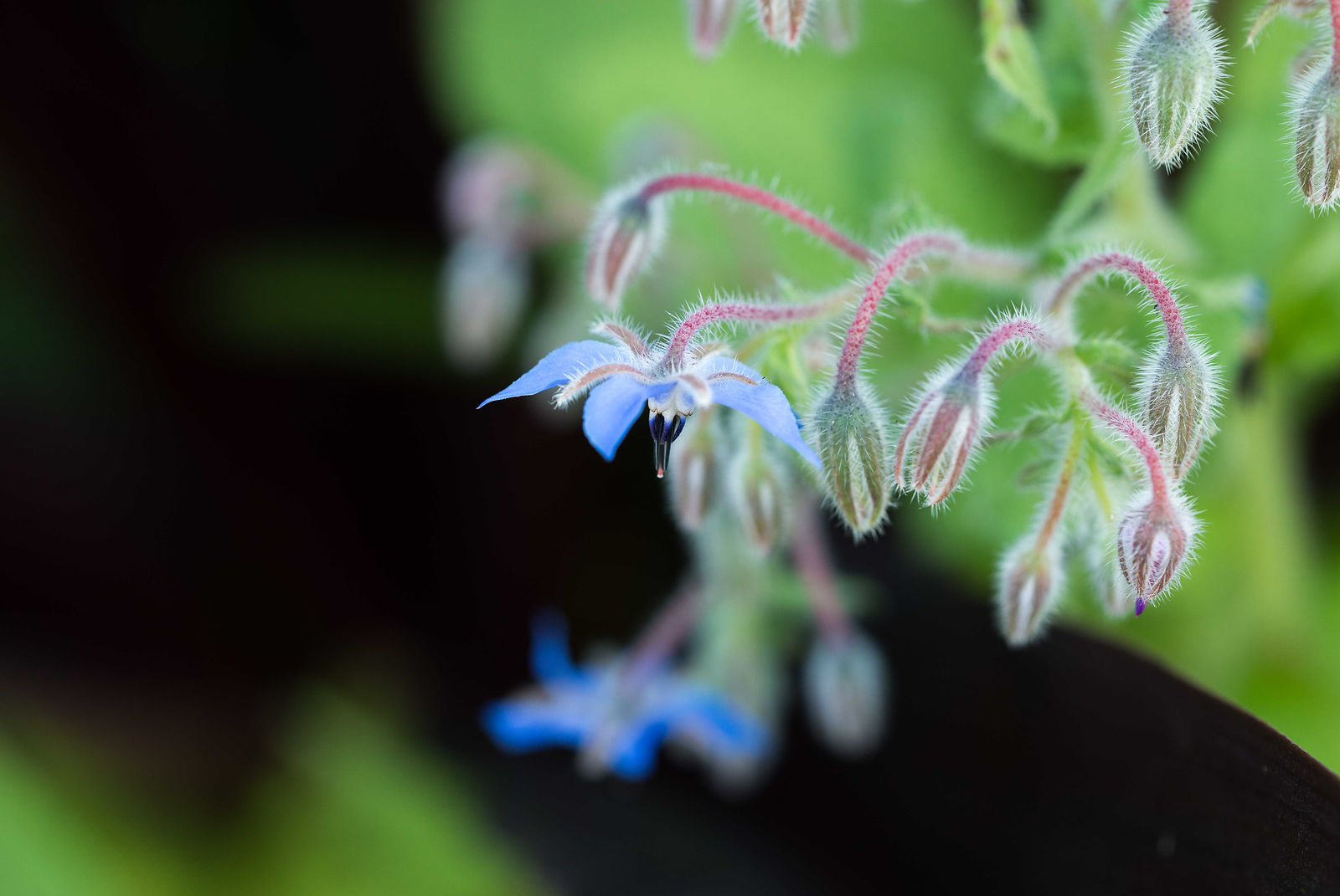 fleurs de bourrache